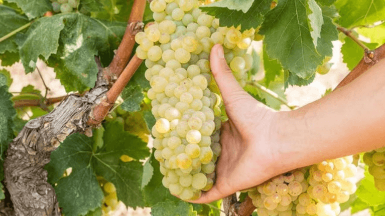 Bulles et bouchées : un été de tapas avec le cava Segura Viudas