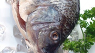 Le tilapia