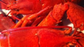 Le homard du Québec est arrivé!