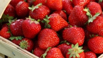 Fraises 101
