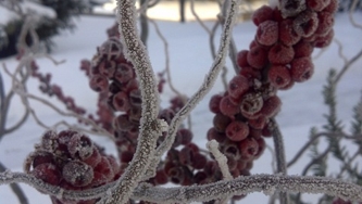 Ourlet de givre et soleil citron