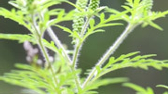 Herbe à poux : immunothérapie