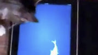 Tous les chats en parlent
