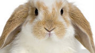 Je suis un lapin Energizer