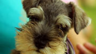 Minimiser l'allergie aux chiens