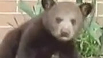 La fille qui a vu l'ours