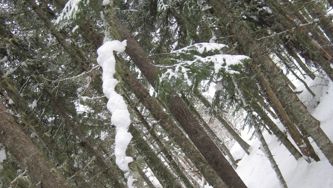 Natures mortes et vivantes