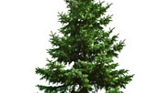 Comment acheter un sapin