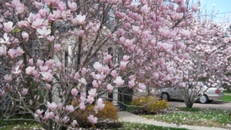 Magnolias en amour