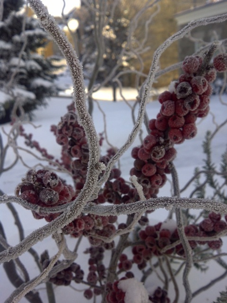 Ourlet de givre et soleil citron