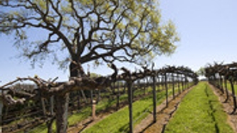 Les trésors vinicoles de Santa  Barbara