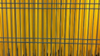 La vie d'un spaghetti