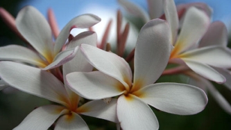 La vraie nature d’Hawaï
