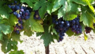 Accords mets et vins d'Abruzzo