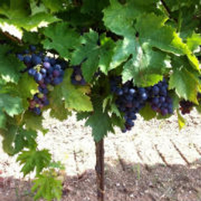Accords mets et vins d'Abruzzo