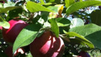 Vive le temps des pommes!