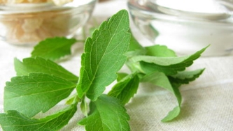 Utiliser le stevia
