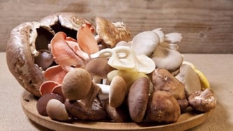 Des champignons aux petits soins