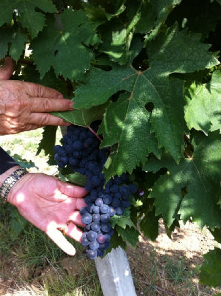 Accords mets et vins d'Abruzzo