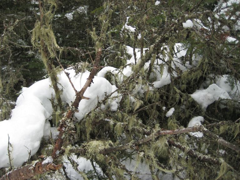 Natures mortes et vivantes