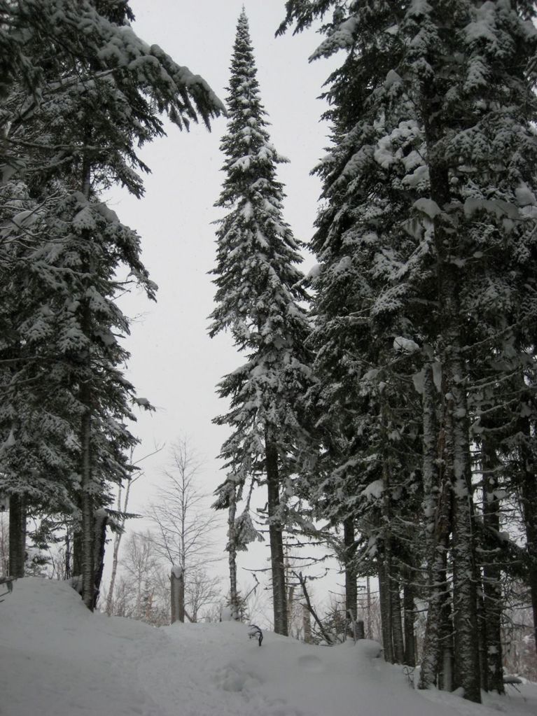 Natures mortes et vivantes