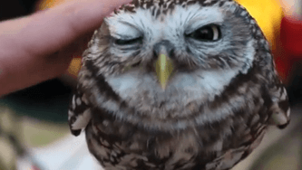 Doux comme un hibou