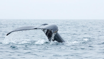 Sur la Route des Baleines
