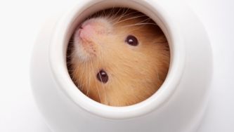 Tais-toi, petit hamster!
