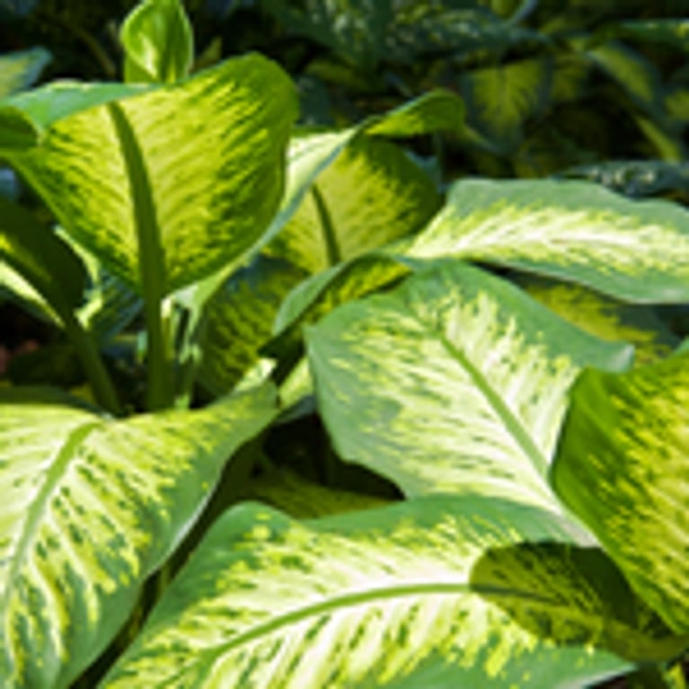 De l’air pur grâce aux plantes