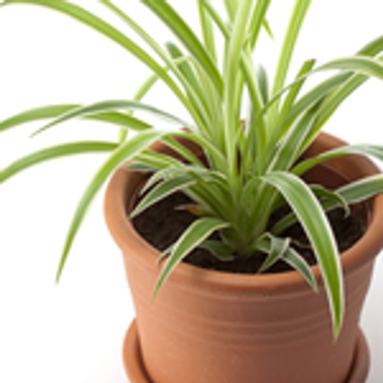 De l’air pur grâce aux plantes