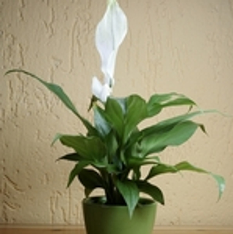 De l’air pur grâce aux plantes
