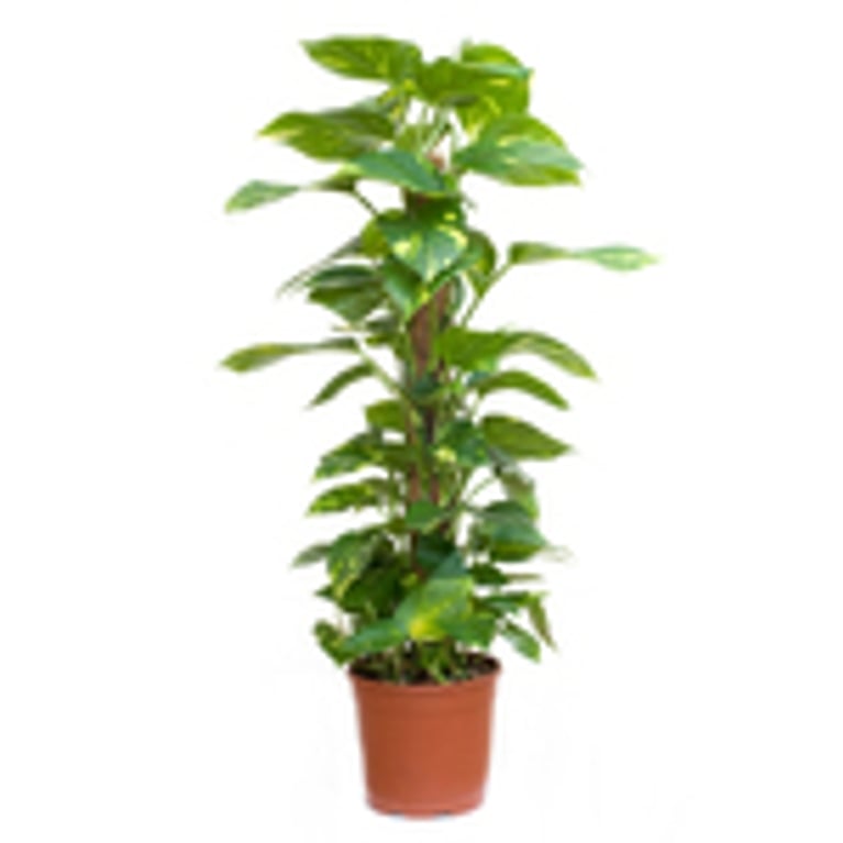 De l’air pur grâce aux plantes