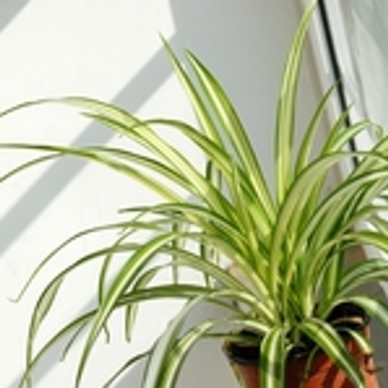 De l’air pur grâce aux plantes