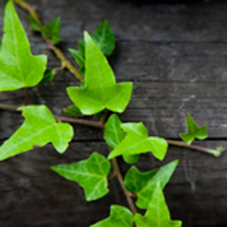 De l’air pur grâce aux plantes