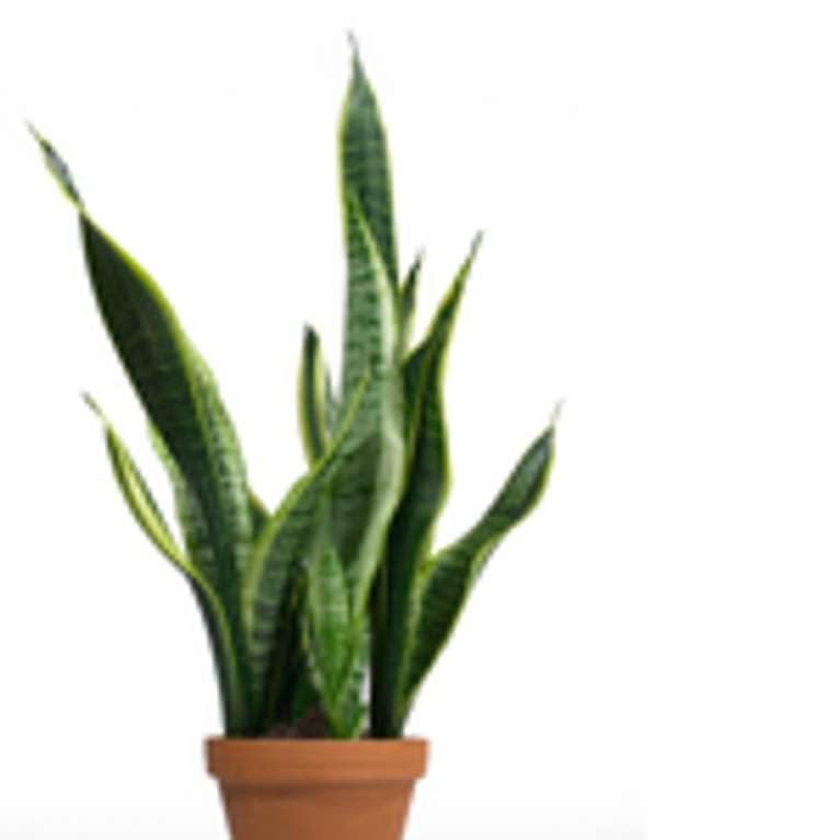 De l’air pur grâce aux plantes