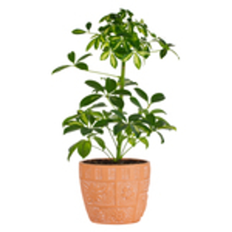 De l’air pur grâce aux plantes
