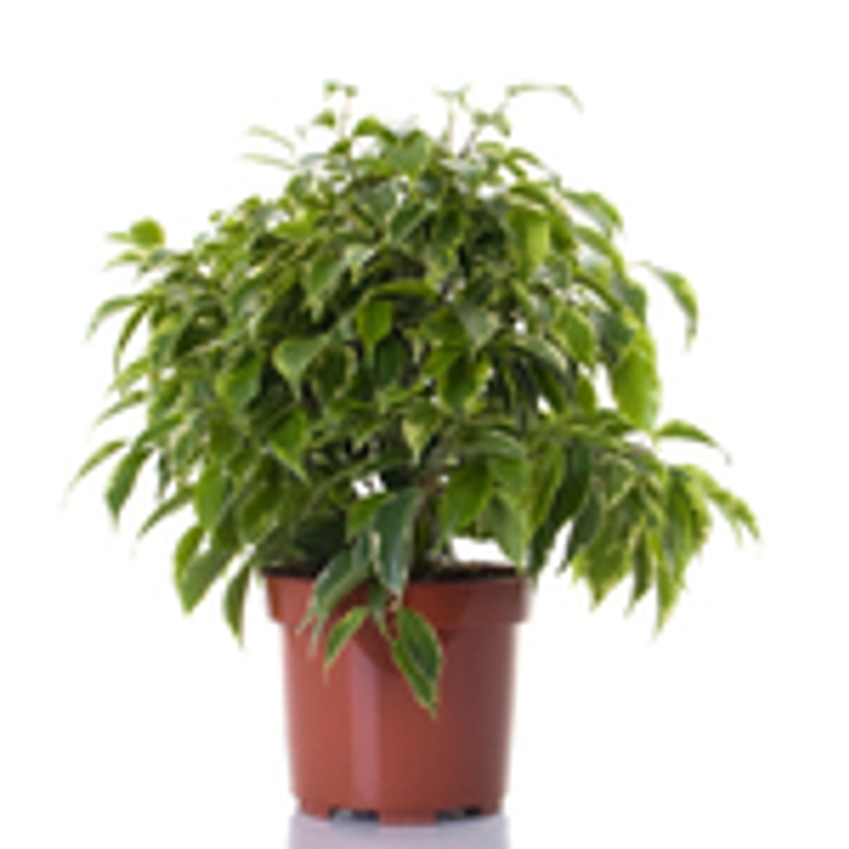 De l’air pur grâce aux plantes