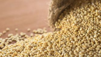 Le quinoa, version soufflée