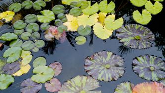 Jardin japonais, mon amour