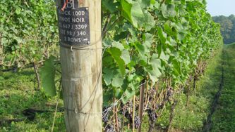 Visites dans les vignes de l’Ontario