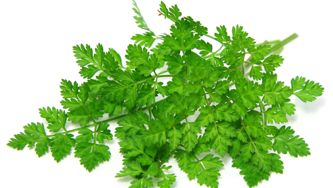 Trucs pour faire durer les fines herbes