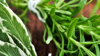 Dossier Fines herbes