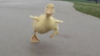 Cette semaine dans la basse-cour