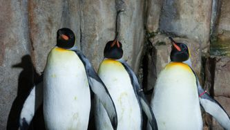 Biodôme: vivant depuis 20 ans