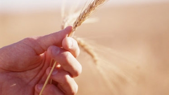 La maladie coeliaque ou intolérance au gluten
