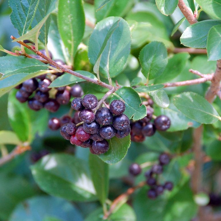 Petits fruits nouveaux