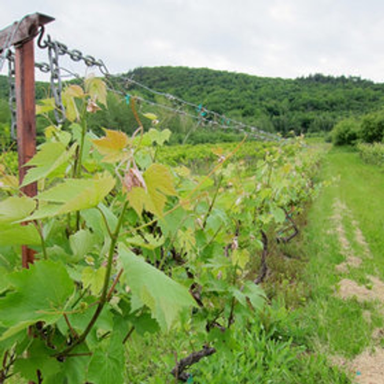 Estrie et Montérégie : balade dans les vignobles