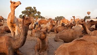 Inde : la foire aux chameaux de Pushkar