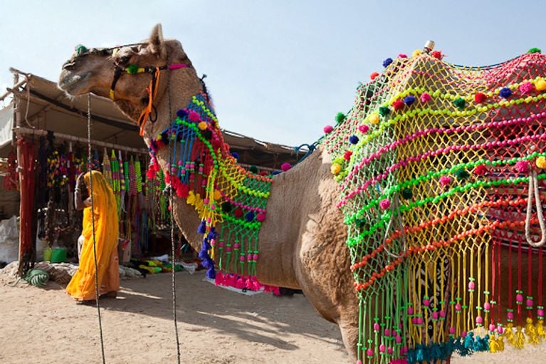 Inde : la foire aux chameaux de Pushkar