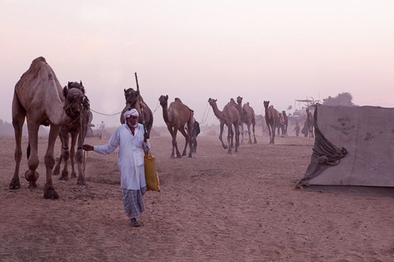 Inde : la foire aux chameaux de Pushkar